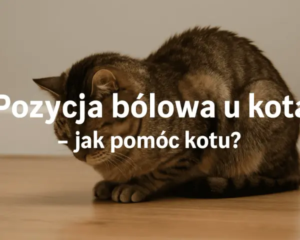 Kot w pozycji bólowej, może to być objaw zapalenia jelit. Jak pomóc kotu?