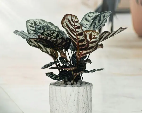 Piękna calathea mixed w ozdobnej doniczce, z liśćmi o hipnotyzującym wzorze.