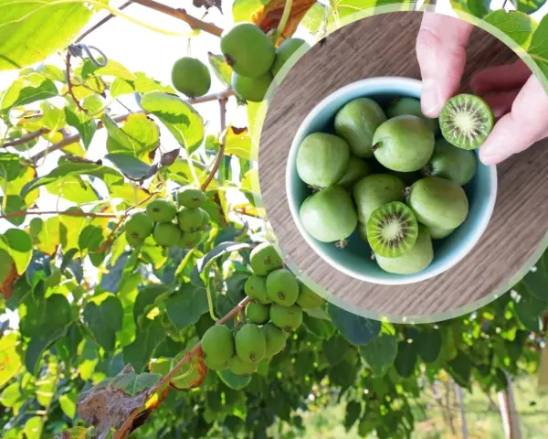 Gałązki drzewa kiwi oblepione zielonymi owocami. W okrągłej ramce miseczka pełna tych owoców, jeden przekrojony ukazuje czerwone nasionka.