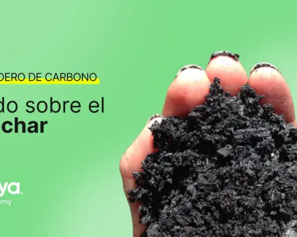 Mano sosteniendo biochar, un sumidero de carbono. Aprende todo sobre el biochar.