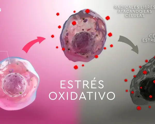 Célula normal atacada por radicales libres, causando estrés oxidativo y daño celular.