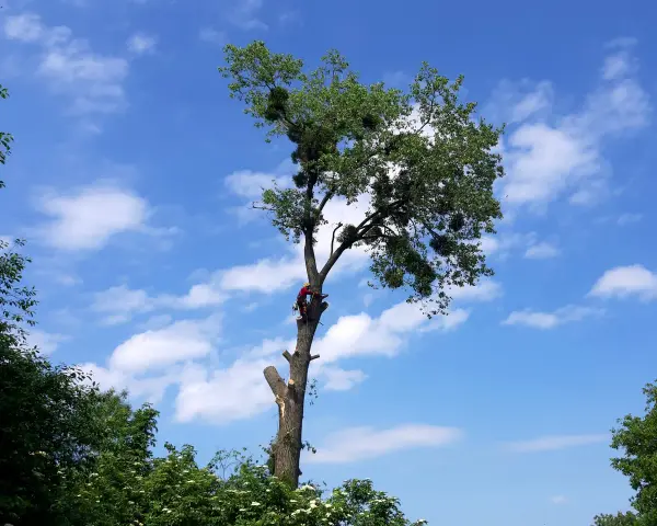 Ile kosztuje wycinka drzewa na działce? Sprawdź ukryte koszty!