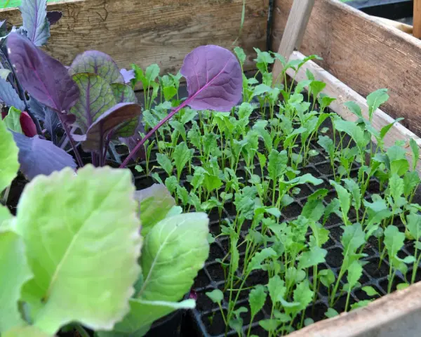 En låda med småplantor av olika kålsorter. Ljusgröna och mörklila blad syns tydligt.