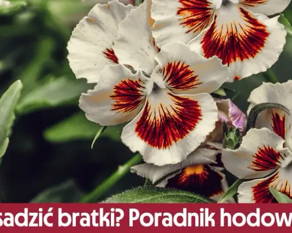 Jak sadzić bratki - proste kroki, aby uniknąć błędów w uprawie