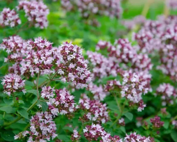 En tät buske med små, lila blommor och gröna blad. Perfekt för att odla oregano i din trädgård.