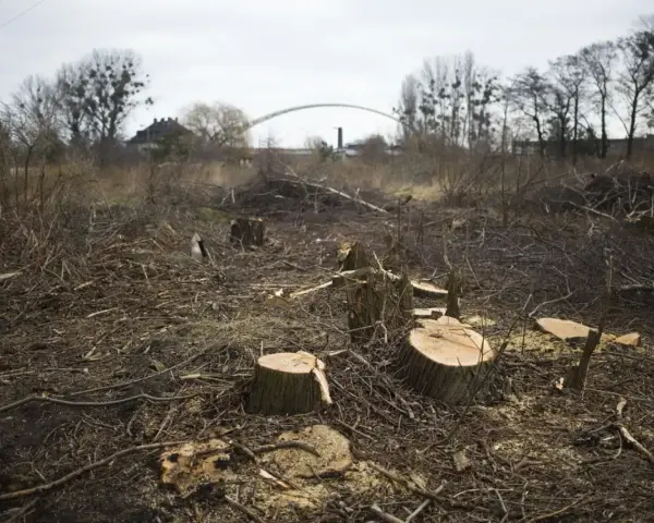 Obszar na którym wycięto drzewa w lesie - skutki i kontrowersje