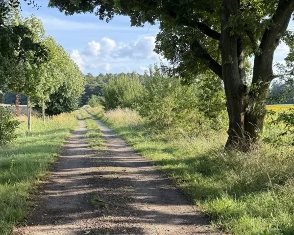 Ein sonniger Feldweg führt durch üppiges Grün. Der Weg erinnert an Psalm 16,11: "Du tust mir kund den Weg zum Leben.