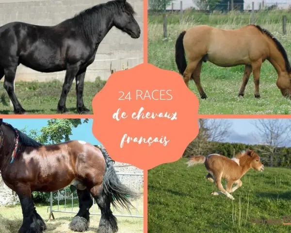 Quatre chevaux, dont un poulain, illustrent la diversité des races de chevaux français.