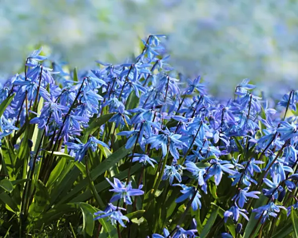 En matta av blå scilla blommor i full blom. De små, stjärnformade blommorna nickar i vinden och skapar en vacker vårscen.