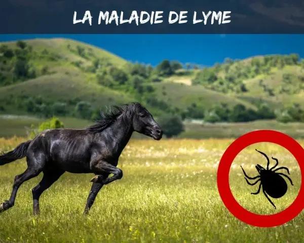 Cheval noir galopant dans un pré, avec un symbole de tique barrée. Attention à la maladie de Lyme cheval.