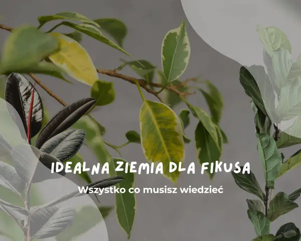 Idealna ziemia do fikusa: liście fikusów w różnych odcieniach zieleni i żółci, z tekstem "Idealna ziemia dla fikusa".