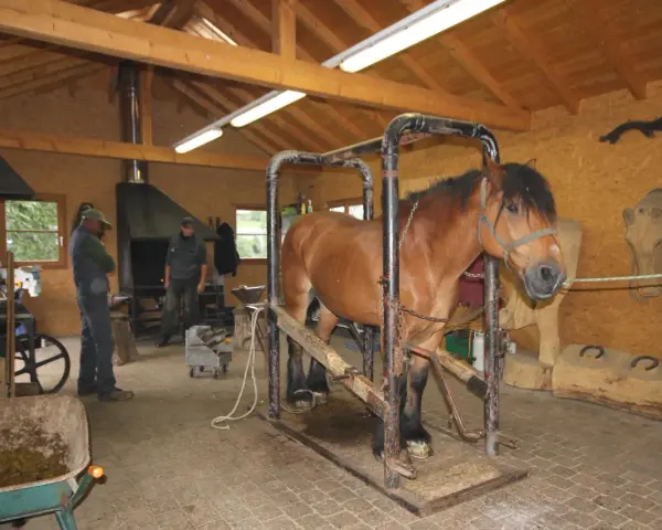 Un cheval de trait brun est dans un box de contention, prêt pour le parage. Des hommes travaillent dans l'atelier.