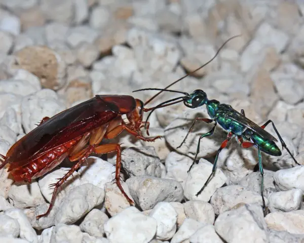 Una avispa cucaracha esmeralda, con su cuerpo iridiscente, se enfrenta a una cucaracha marrón sobre un lecho de guijarros.
