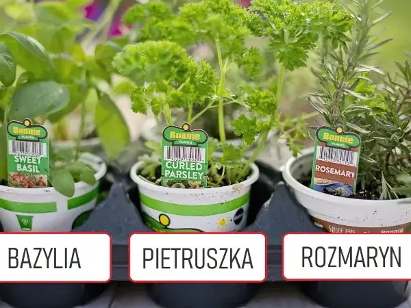 Co sadzić obok pietruszki, aby poprawić wzrost i uniknąć szkodników