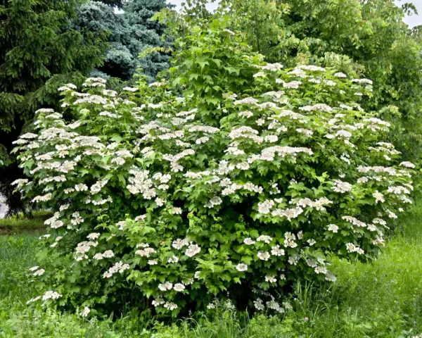 Ein üppiger Schneeballstrauch blüht im Garten. Die weißen Blütenstände ähneln kleinen Schneebällen, die man gerne schneiden würde, um sie zu arrangieren.