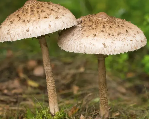 Dwa grzyby, czubajka kania i sinoblaszek trujący, stoją obok siebie na leśnym poszyciu.