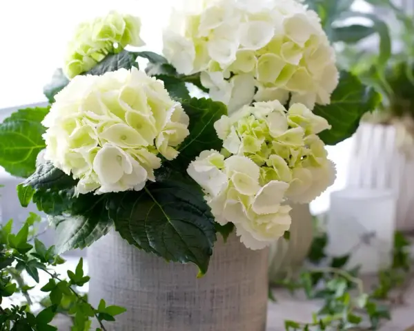 En bukett med vita hortensior i en grå kruka, med gröna blad och en slinga av murgröna. Liknar en primula obconica i sin fluffiga form.