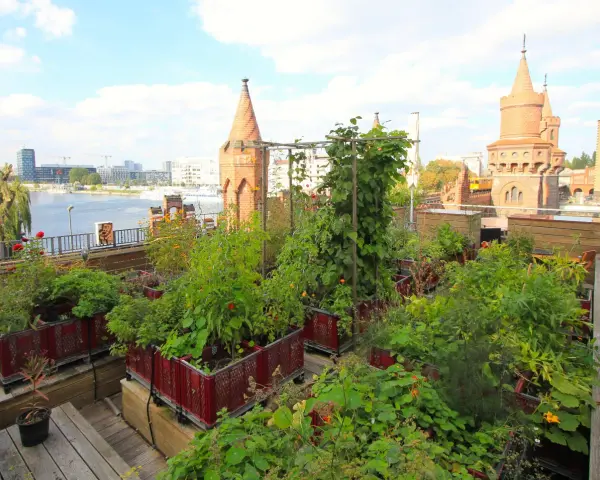 Üppiger urban gardening Berlin auf einem Dach mit Blick auf die Spree und historische Türme.