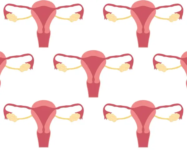Schemat układu rozrodczego kobiety. Badanie CA 125 może pomóc w diagnostyce chorób ginekologicznych.