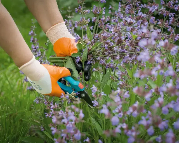 Hände mit Handschuhen schneiden Salbei-Zweige mit einer Gartenschere.