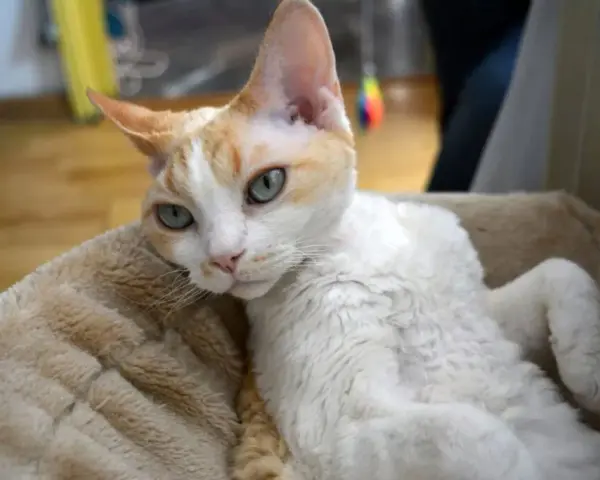 Ile żyją koty Devon Rex? Poznaj czynniki wpływające na ich długość życia