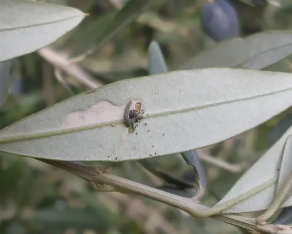 Piccola larva di tignola dell'olivo che crea gallerie e lascia escrementi su una foglia, mostrando i danni tipici.