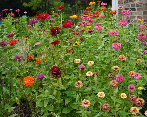 A vibrant patch of zinnias in various colors, from deep red to bright pink and orange. While beautiful, are zinnias edible? This garden offers a feast for the eyes, not the palate.