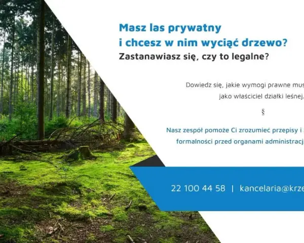 Czy można wyciąć drzewa na działce leśnej? Sprawdź, co musisz wiedzieć