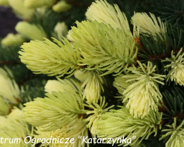 Młode przyrosty **świerku Maigold** lśnią jasnozielonym kolorem, ozdobione kroplami rosy.