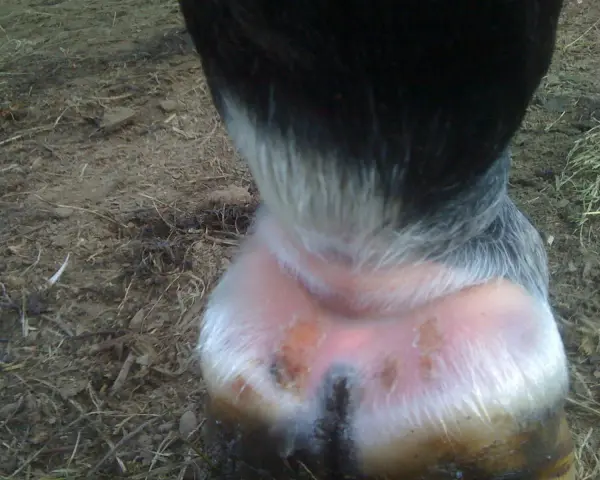 Pied du cheval avec une croute au paturon, montrant une peau irritée et des lésions.