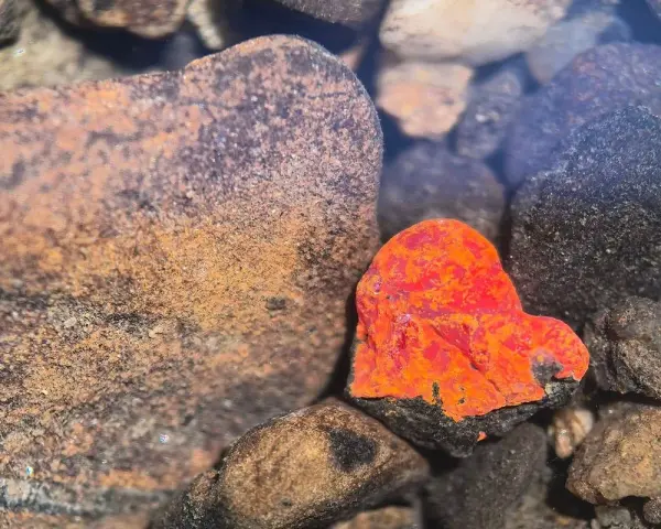 Jasny, pomarańczowy minerał w kształcie serca wśród ciemnych kamieni.