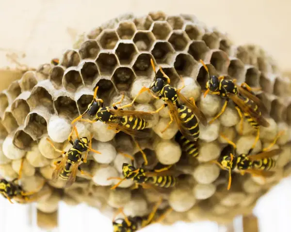 Un panal de avispas con varias avispas amarillas y negras trabajando en sus celdas hexagonales.