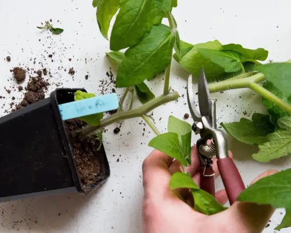 En hand med sekatör förbereder sig för att toppa tomater. En planta i kruka med jord och en blå etikett syns bredvid.