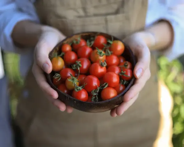 Mani che sorreggono una ciotola di cocco piena di succosi pomodori in vaso, appena raccolti.