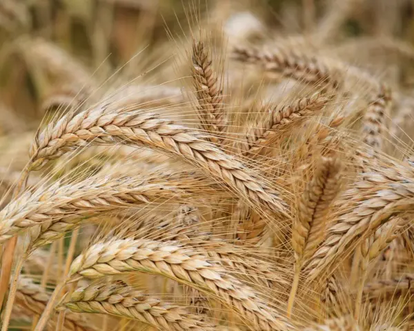 Spighe dorate di grano maturo, pronte per essere raccolte. Un campo che racconta la storia di quando si semina il grano e la natura dona i suoi frutti.