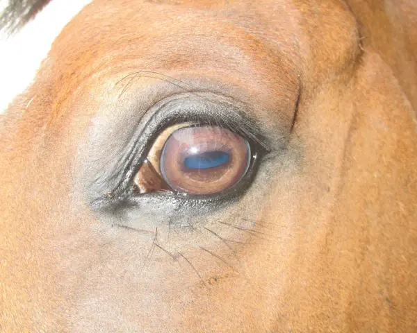 Gros plan sur l'œil d'un cheval brun, reflétant le ciel bleu. La vision du cheval est fascinante.
