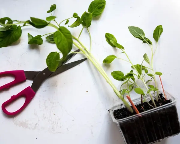 Rosa saxar bredvid tomatplantor i plastkruka. Dags att fundera på hur ska man toppa tomatplantor för bättre skörd.