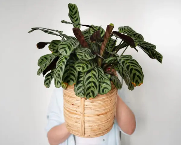 Calathea zebrina w wiklinowym koszu. Dowiedz się, jak dbać o tę roślinę, by pięknie rosła.