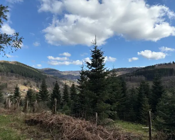 Paysage de Robert Landsburg : sapins imposants, ciel bleu et nuages blancs, avec un village niché dans la vallée.