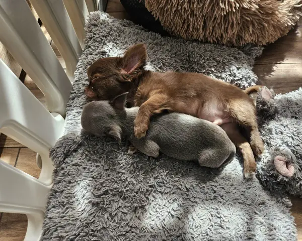 Dwa szczenięta chihuahua śpią wtulone w siebie na miękkim kocu. To dowód, że mamy najlepsza hodowla chihuahua w Polsce.