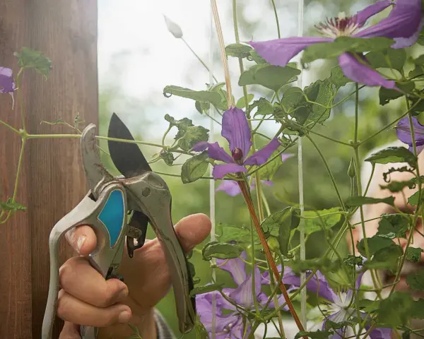Gärtner schneidet mit einer Gartenschere eine Clematis. Die lila Blüten und grünen Blätter sind im Fokus.