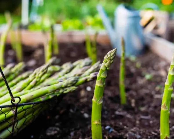 Asparagi freschi raccolti in un cesto, con la pianta di asparagi che spunta dal terreno in un orto.