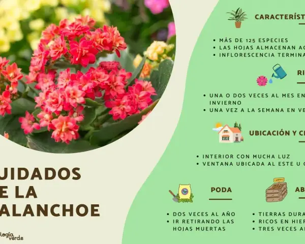 Kalanchoe blossfeldiana cuidados: riego, ubicación, poda y abono para esta planta de interior con flores rojas y hojas suculentas.