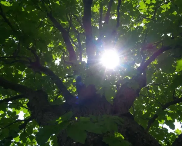 Le soleil perce à travers les feuilles d'un arbre de plus de 20 mètres, créant un halo lumineux.