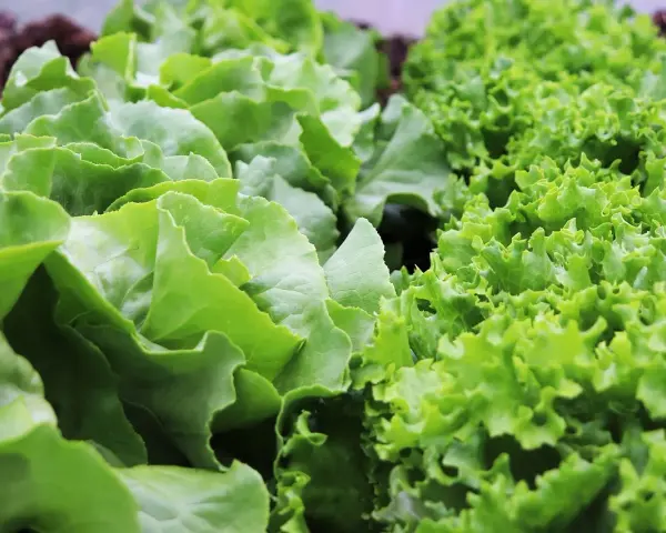 L'insalata fresca cresce rigogliosa, con foglie verdi e ondulate. Il corretto piantare insalata distanza garantisce una crescita sana e abbondante.