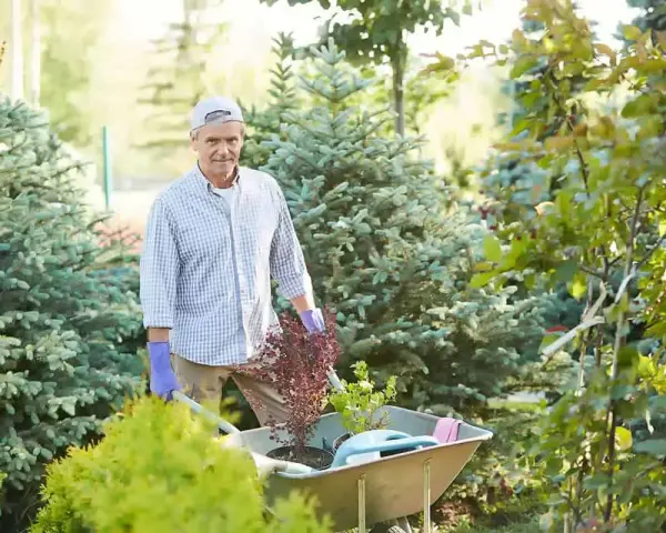 Starszy pan z taczką pełną roślin, gotowy do pracy w ogrodzie. Dobre gardening tips to podstawa pięknego ogrodu.