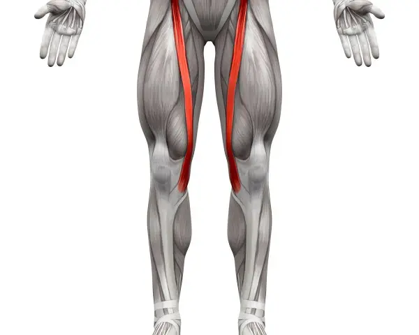 Anatomical illustration of the human leg, highlighting the sartorius muscle (mięsień szewski) in red.