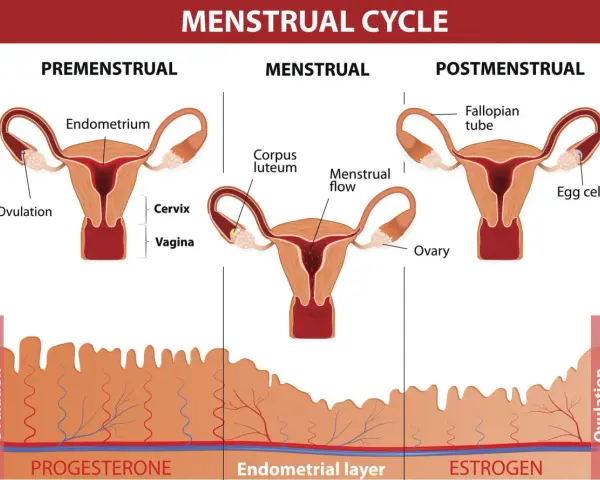 Cykl menstruacyjny: faza lutealna z ciałkiem żółtym i przygotowaniem endometrium. Hormony: progesteron i estrogen.