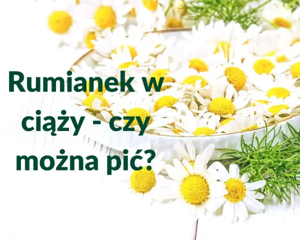 Rumianek w ciąży - czy można pić? Białe kwiaty rumianku w miseczce, symbol spokoju i natury.