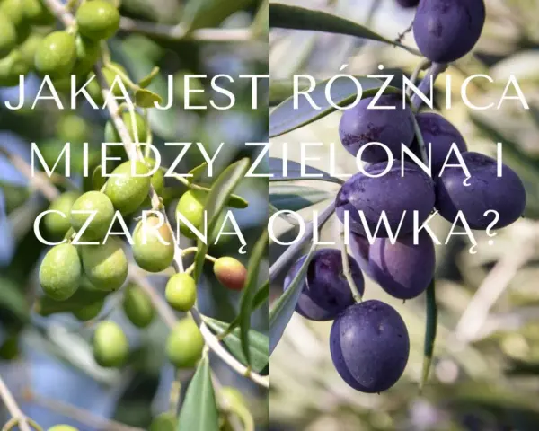 Dwa pnie drzew oliwnych z owocami w różnych kolorach: zielone i ciemnofioletowe. Różnice w kolorach oliwek.